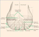 Líneas Plano de Perfil.jpg