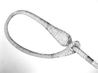 barrilete.JPG barrilete.JPG