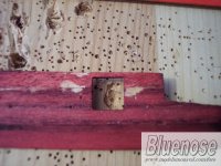 137 manchas cola.jpg