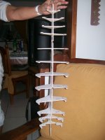 Esqueleto Vista Arriba.jpg