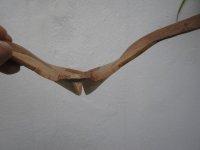 IMG_4235 [640x480].JPG