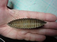 DSC03597 (Copiar).JPG