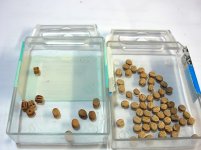 P1050429 (800x600).jpg