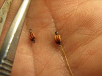 Imagen 11_8_08 086.jpg