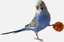 periquitosweb2.jpg periquitosweb2.jpg