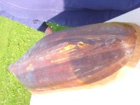 DSC05128 (Copiar).JPG