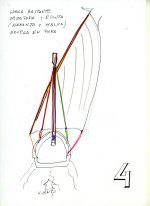 trasluchada virando0524.jpg