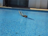 1394393923621_scrapeenet (Copy).jpg