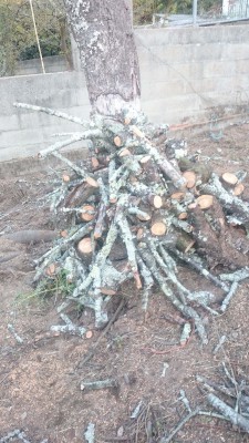 Este es el montón de horquillas que le he quitado al árbol.