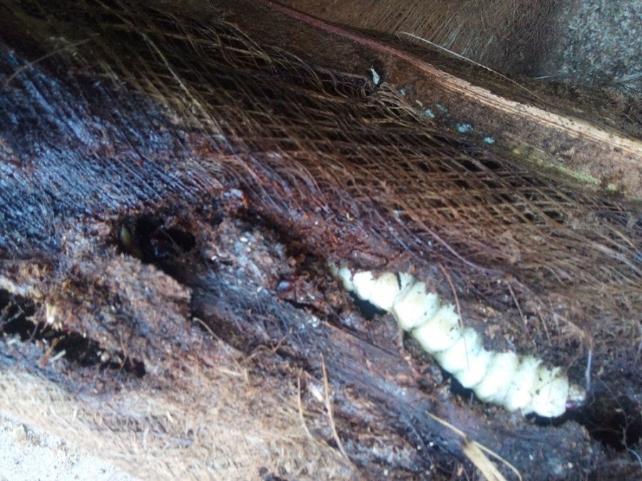 Re: Secar perales para obtener madera para modelismo