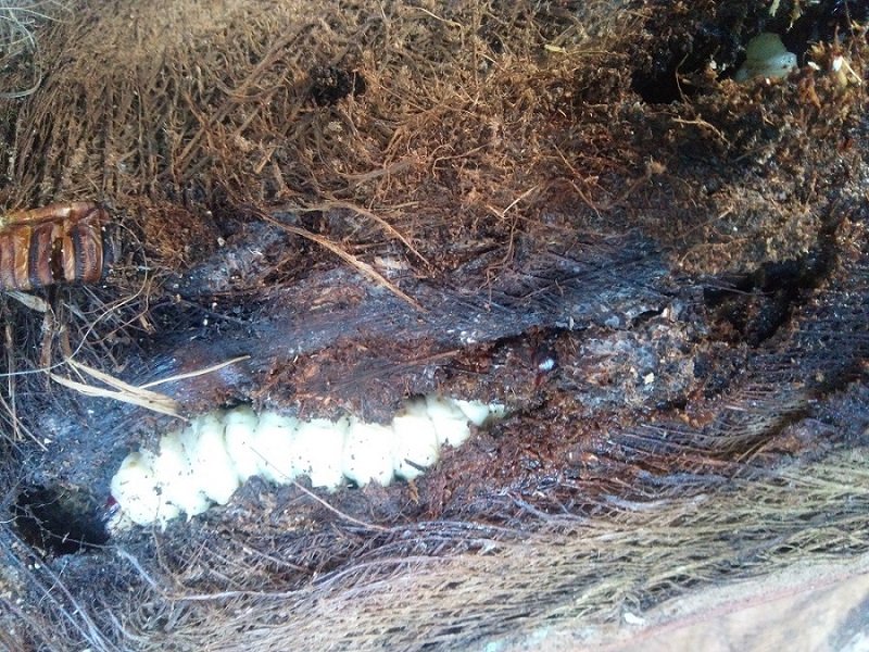 En algunos sito esto se come al final es solo madera vegetal a la parrilla no estarán malos supongo.<br />Mira interesante gusanos a la leña de palmera.