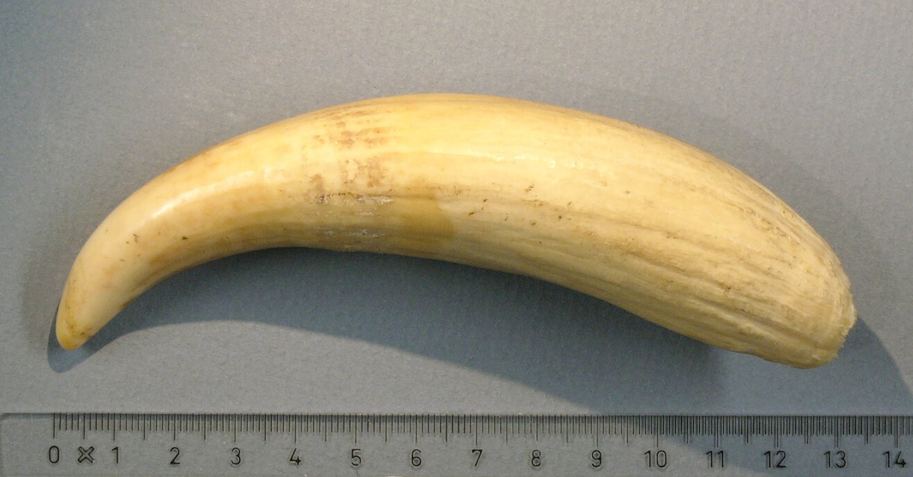 rsz_sperm-whale-tooth_hg.jpg