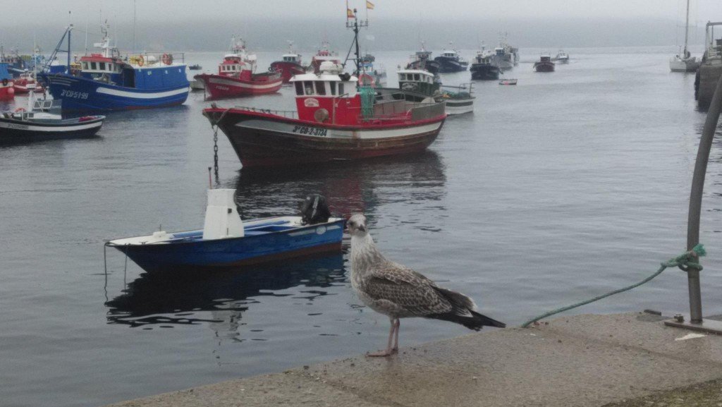 porto-fisterra-1024x577.jpg