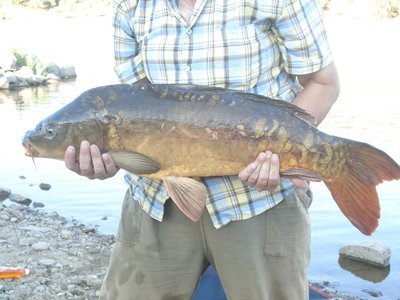 carpa 7kg.jpg