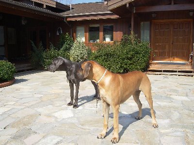 Java+Bimba.JPG