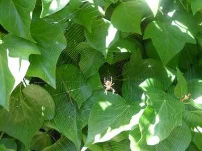 Polizonte araña que se colo a la hora de hacer las fotos esta muy....curioso.....