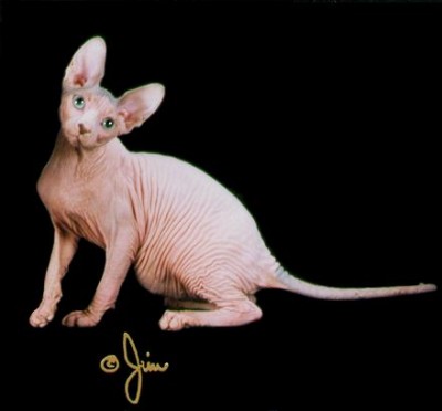 otro gato rosa