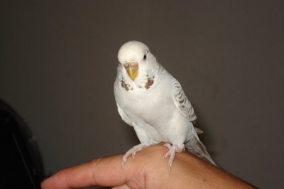 curri 024.jpg